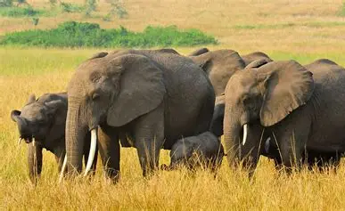 Wildlife Safari - Queen Elizabeth NP
